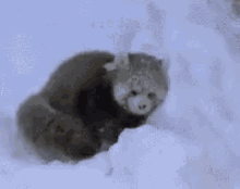 Redpanda Snow GIF