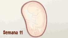 gestacion curiosamente feto semana11 mueve las patitas