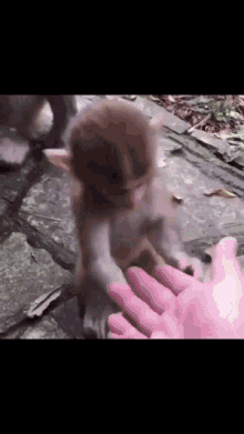 Monkey Grab GIF