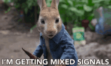 mixed signals confused unsure peter rabbit peter rabbit gifs