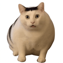 a white cat with a black spot on its head is looking at the camera with a surprised look on its face .