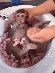 bath monkey