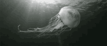 Jellyfish Ocean GIF - Jellyfish Ocean Sea GIFs