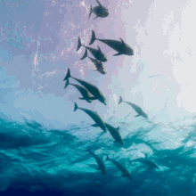 Over Here Dolphin Dive Bombs GIF - Over Here Dolphin Dive Bombs Dolphins GIFs