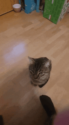 Cat Jump Camera Jumping GIF