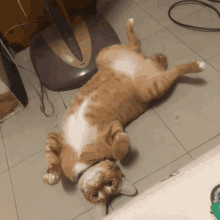a cat laying on its back in front of a fan