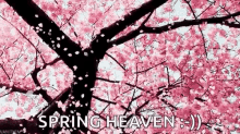 Japan Cherry Blossoms GIF