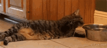 Lazy Cat GIF - Lazy Cat Water GIFs