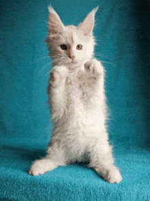 Cat Catboxe GIF - Cat Catboxe Dance Cat GIFs