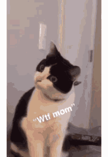 Wtf Cat GIF - Wtf Cat GIFs