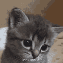 Innocent Zin GIF - Innocent Zin Cat GIFs