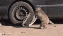 Funny Animals Monkey Steals Rim GIF - Funny Animals Monkey Steals Rim GIFs