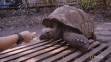 Feeding A Tortoise National Geographic GIF