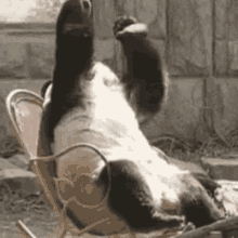 Panda Frustrated GIF - Panda Frustrated Upset GIFs