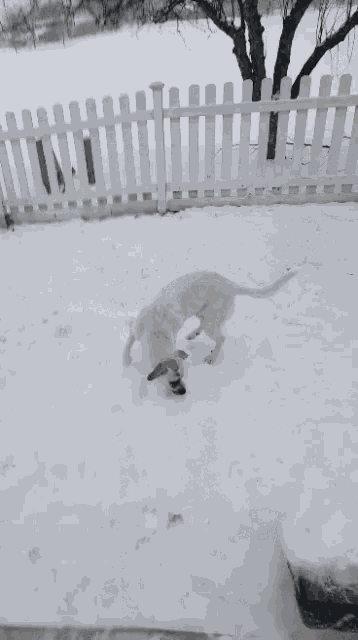 Dog Snow GIF - Dog Snow Winter - Discover & Share GIFs