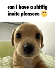 a brown puppy is laying on a bed with the words `` can i have a shiffig invite pleaseee ''