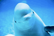 Beluga GIF