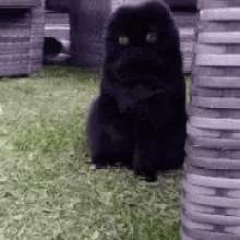 Cat Black GIF - Cat Black Swiggity GIFs