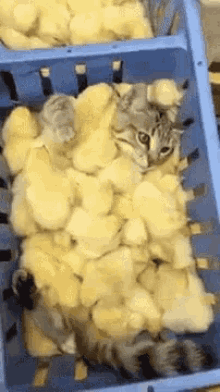 Cat Chicks GIF - Cat Chicks Chicken GIFs