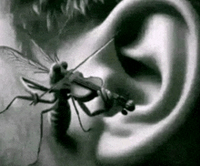 a mosquito is playing a violin in a person 's ear .