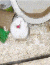 a white hamster is sitting in a glass cage with its mouth open and a wheel in the background .