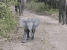 elephant so