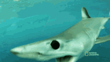 Leave Me Alone When Sharks Attack GIF - Leave Me Alone When Sharks Attack Mako Shark GIFs