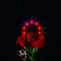 Flowers Roses GIF - Flowers Roses Lights GIFs