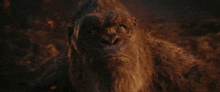 a close up of a gorilla looking at the camera