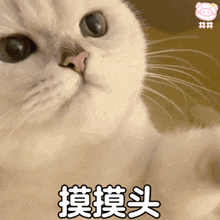 a close up of a cat 's face with chinese characters on it