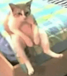 Cat Pipperson GIF - Cat Pipperson GIFs