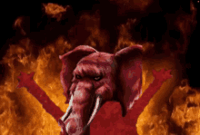 Tuskers Raging Tuskers GIF
