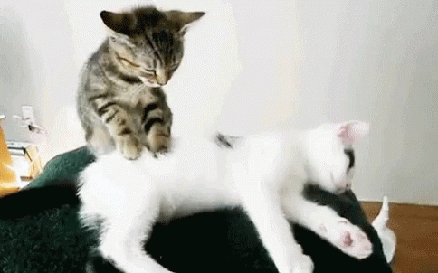 Cats Massage GIF - Cats Massage GIFs