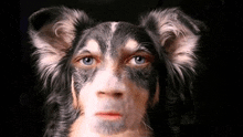 a close up of a dog with a face painted on it