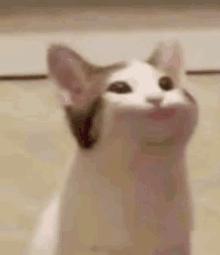 Huhu Pop Cat GIF - Huhu Pop Cat GIFs