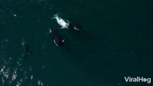 Black And While Killer Whales Play In The Waves Viralhog GIF - Black And While Killer Whales Play In The Waves Whales Viralhog GIFs