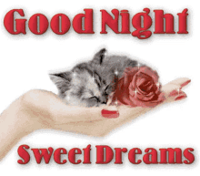 Good Night Sweet Dreams My Love GIF - Good Night Sweet Dreams My Love Sweet Dreams GIFs
