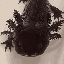 Axolotl Cute GIF - Axolotl Cute Swimming GIFs