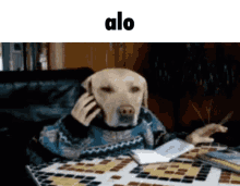 Alo Dog GIF