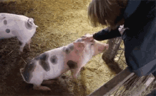 Pet GIF - Pig Pigs Piggy GIFs