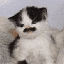 a small black and white kitten with a mustache