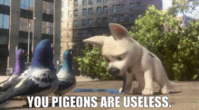 Bolt Movie You Pigeons Are Useless GIF - Bolt Movie You Pigeons Are Useless Useless GIFs