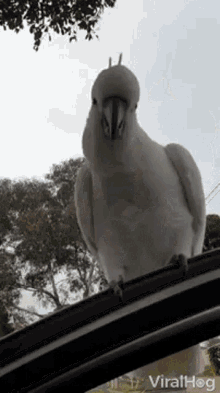 Cockatoo Cheeky Cockatoo GIF - Cockatoo Cheeky Cockatoo Hi There GIFs