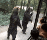 Bear Tap Shoulder GIF - Bear Tap Shoulder Feeding Animal GIFs