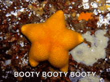 Twerking Starfish GIF