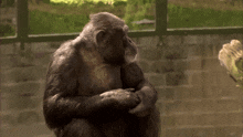 a chimpanzee is sitting in front of a brick wall and looking at the camera