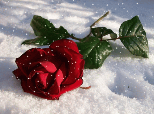 Snow Heart Rose