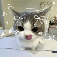 a cat with a bow drawn on it 's face
