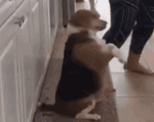 Dog Paquetito GIF - Dog Paquetito Dancing GIFs