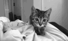 Kitten Attack GIF - Kitten Attack GIFs